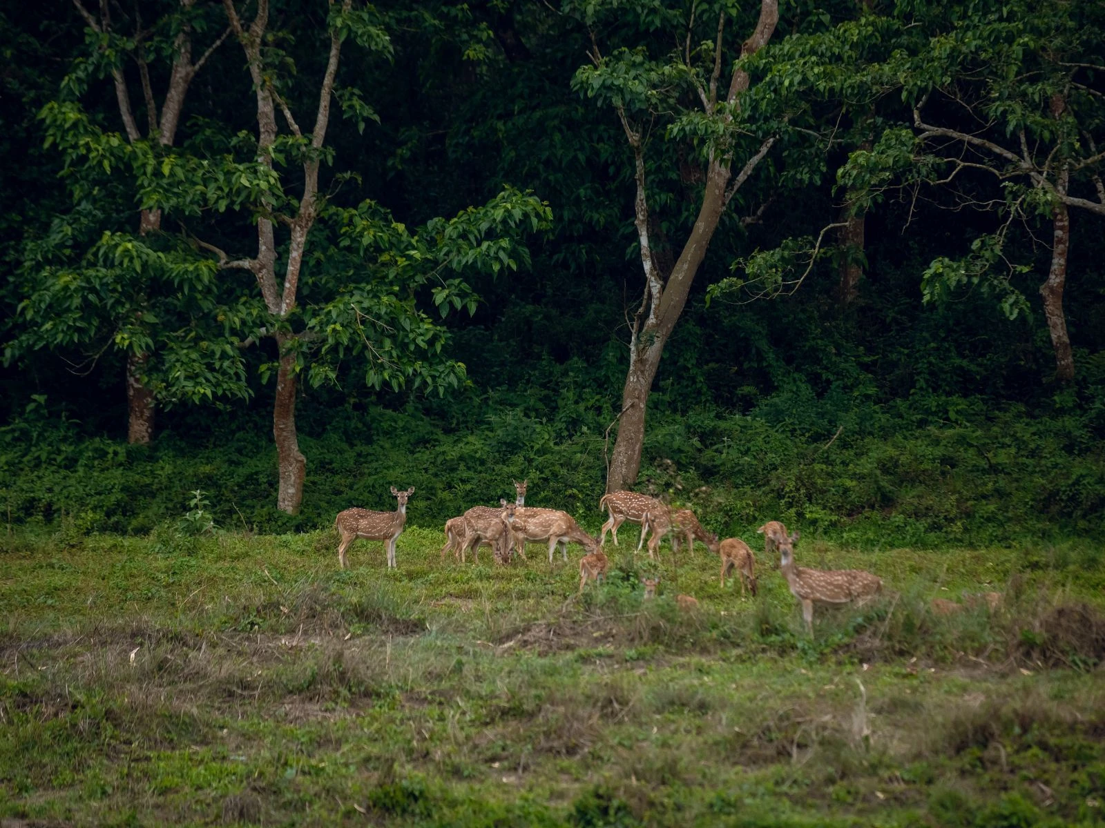 Nepal Explorer - Khopra Ridge trek, Chitwan safari and Everest helicopter tour